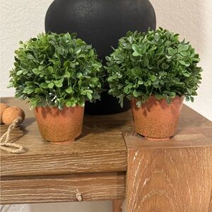 Mini Faux Boxwood Plants with Faux Terracotta Base (set of 2)
